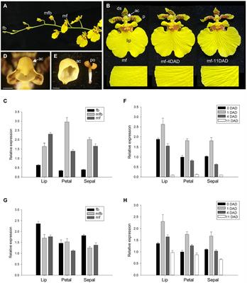 The Oncidium Ethylene Synthesis Gene Oncidium 1-Aminocyclopropane-1 Carboxylic Acid Synthase 12 and Ethylene Receptor Gene Oncidium ETR1 Affect GA–DELLA and Jasmonic Acid Signaling in Regulating Flowering Time, Anther Dehiscence, and Flower Senescence in Arabidopsis